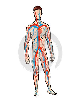 Male circulatory system. Vector illustration of blood circulation in human body. Human arterial and venous circulatory photo