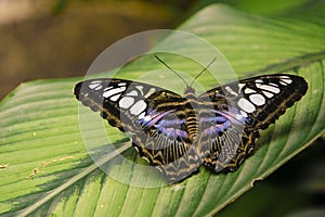 Male Clipper Parthenos sylvia butterfly