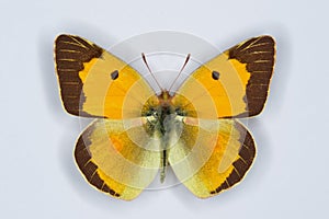 Male of Clouded yellow, Colias croceus butterfly photo