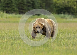Male Coastal Brown Bear