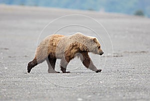 Male coastal brown bear walking on a beach