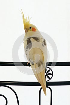 Male Cockatiel perched, white background