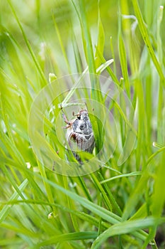 Male cockchafer in the high grass