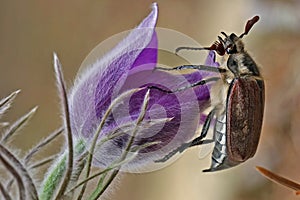 Male Cockchafer,  Melolonta  , also known as the may beetle. A beetle sits on a flower AnÃÂ©mone.