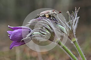 Male Cockchafer,  Melolonta  , also known as the may beetle. A beetle sits on a flower AnÃÂ©mone.