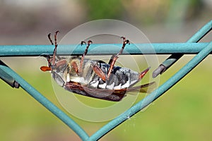 Male of cockchafer on a wire mesh of fence