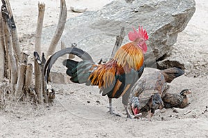 Male Cockerel rooster on guard with hen