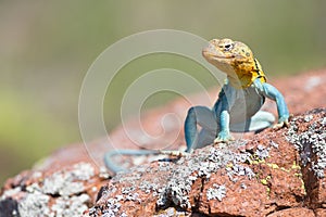 Male collared lizard photo