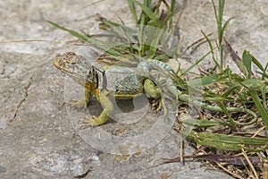 Male collared lizard on rock