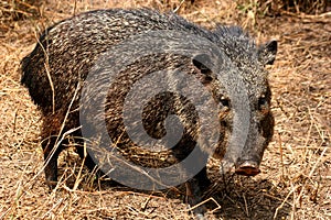 Male collared peccary