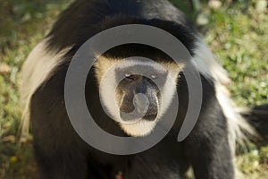 Male Colobe monkey daring