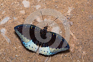 Male Common Archduke Lexias pardalis butterfly photo