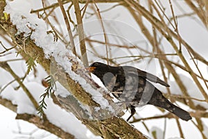 Male Common blackbird bird in black with albino feather eating h