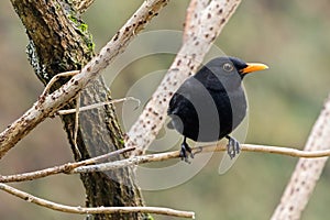 Male Common blackbird bird in black with yellow eye ring, beak p