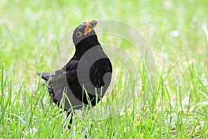 Male Common Blackbird on a meadow