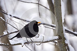 Male Common Blackbird (Turdus merula)