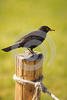 Male common blackbird, Turdus merula. blackbird on the hunt for insects.