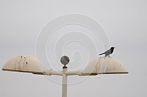 Male common blackbird Turdus merula cabrerae on a lamppost.