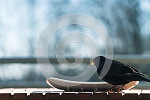 Male common blackbird Turdus merula eating from a plate on a balcony. Concept of animal welfare, protection of native species