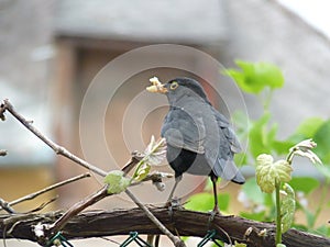 Male common blackbird Turdus merula holding food in his beak while sitting on grapevine branch in the garden