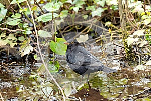 Male Common Blackbird (Turdus merula) - Melodious Songster