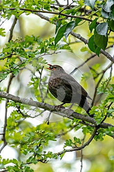 Male Common Blackbird (Turdus merula) - Melodious Songster