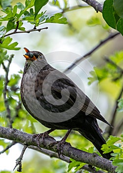 Male Common Blackbird (Turdus merula) - Melodious Songster