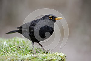 Male common blackbird, Turdus merula, perched in the meadow on an unfocused background.