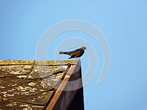 Male common blackbird Turdus merula singing on the roof edge