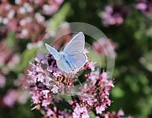 Male Common Blue butterfly, Polyommatus icarus