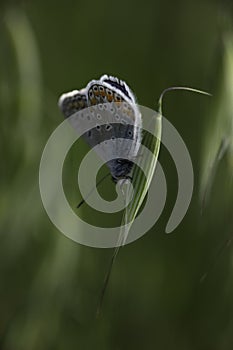 Male Common Blue Butterfly Polyommatus icarus on a grass seed head