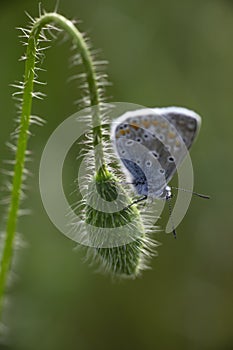 Male Common Blue Butterfly Polyommatus icarus on grass seed head