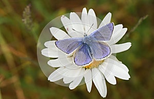 A stunning male Common Blue Butterfly Polyommatus icarus nectaring on a dog daisy flower Leucanthemum vulgare. photo