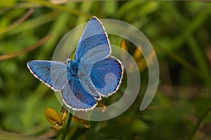 Samec spoločný modrý motýľ 