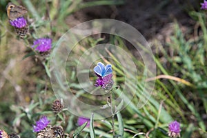 A Male Common Blue Butterfly resting on flower