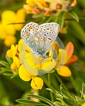 A male common blue butterfly with wings closed photo