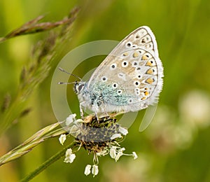 A male common blue butterfly with wings closed