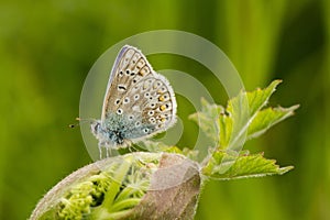 A male common blue butterfly with wings closed photo