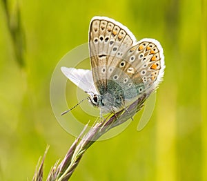 A male common blue butterfly with wings open