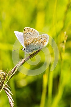 A male common blue butterfly with wings open