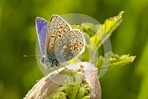 A male common blue butterfly with wings open