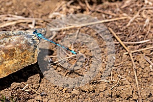 Male common blue damselfly, Enallagma cyathigerum