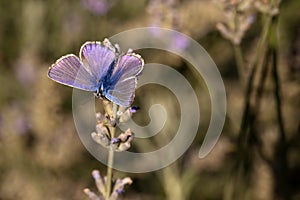 Male Common blue / Polyommatus icarus butterfly