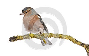 Male Common Chaffinch on a branch