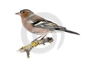 Male Common Chaffinch on a branch - Fringilla coelebs