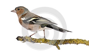 Male Common Chaffinch on a branch