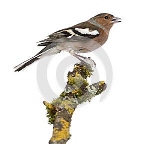 Male Common Chaffinch on a branch- Fringilla coelebs photo