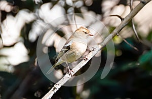 Male Common Chaffinch - Fringilla coelebs