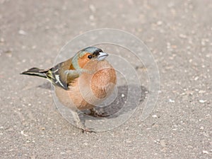 Male Common Chaffinch Fringilla coelebs asking for food, close-up portrait on road, selective focus, shallow DOF