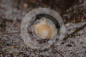 Male common chaffinch.